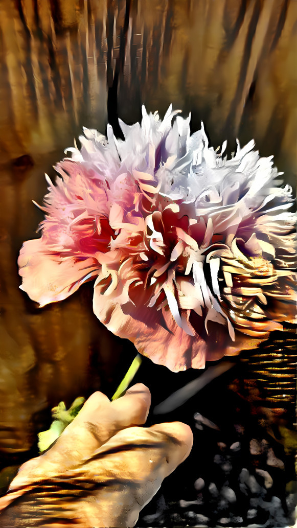 Enhanced Poppy