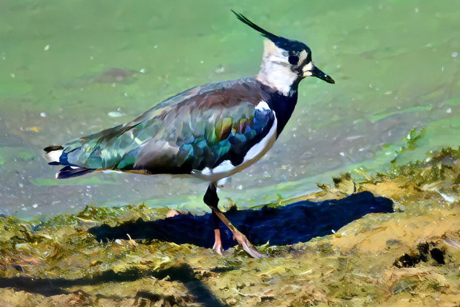 Lapwing natural