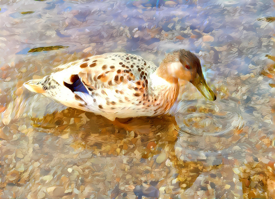 Mallard cross Duck