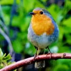 Colorful Stylized Bird Perched on Bronze Branch