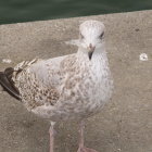 Steampunk-themed pigeon with metallic backpack on concrete surface