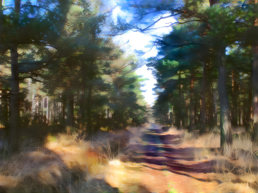 Forest Track