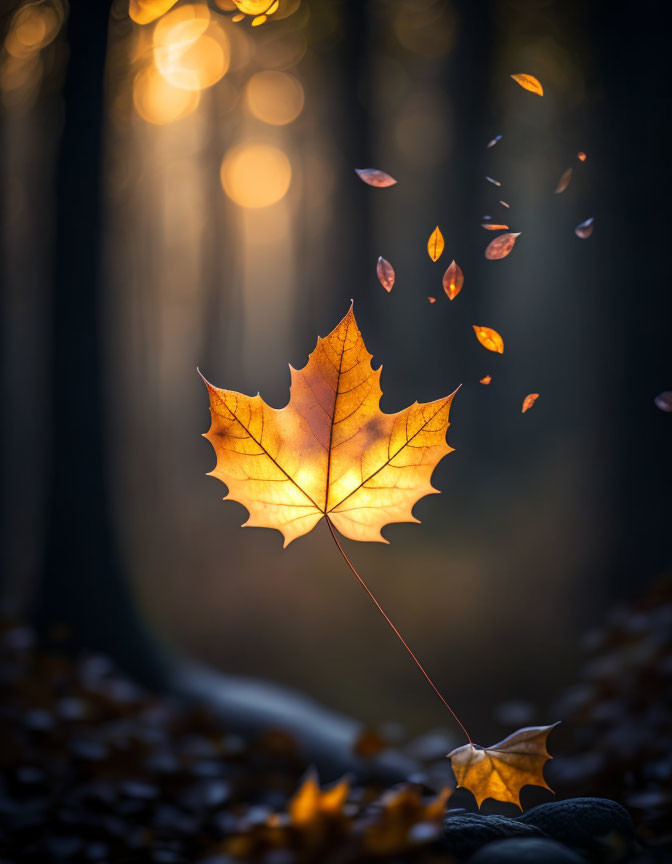 Backlit maple leaf in forest at sunset with floating leaves