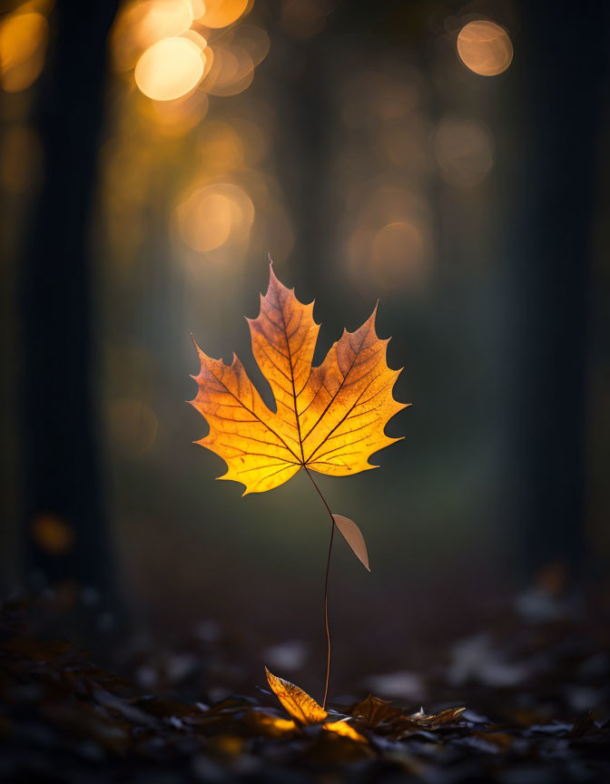 Translucent autumn leaf among fallen leaves in forest with golden sunlight