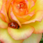 Close-up of Vibrant Yellow and Orange Flowers in Warm Sunlight