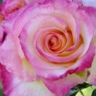 Close-up of Pink-White Roses with Yellow Hints & Green Leaves