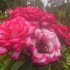 Pink Roses, Hibiscus, and Green Leaves in Soft Background