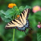 Colorful Butterfly on Swirling Liquid Background