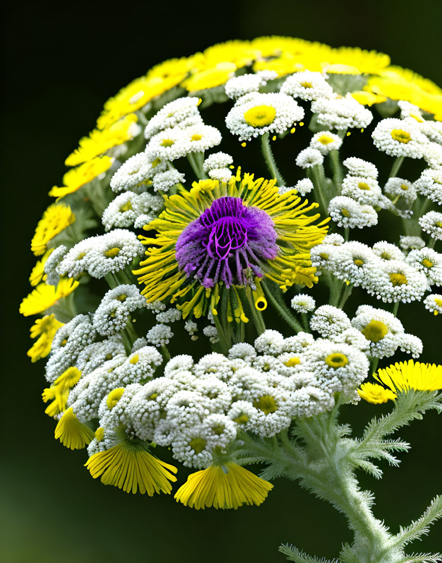 Yellow, White, and Purple Flowers on Green Background