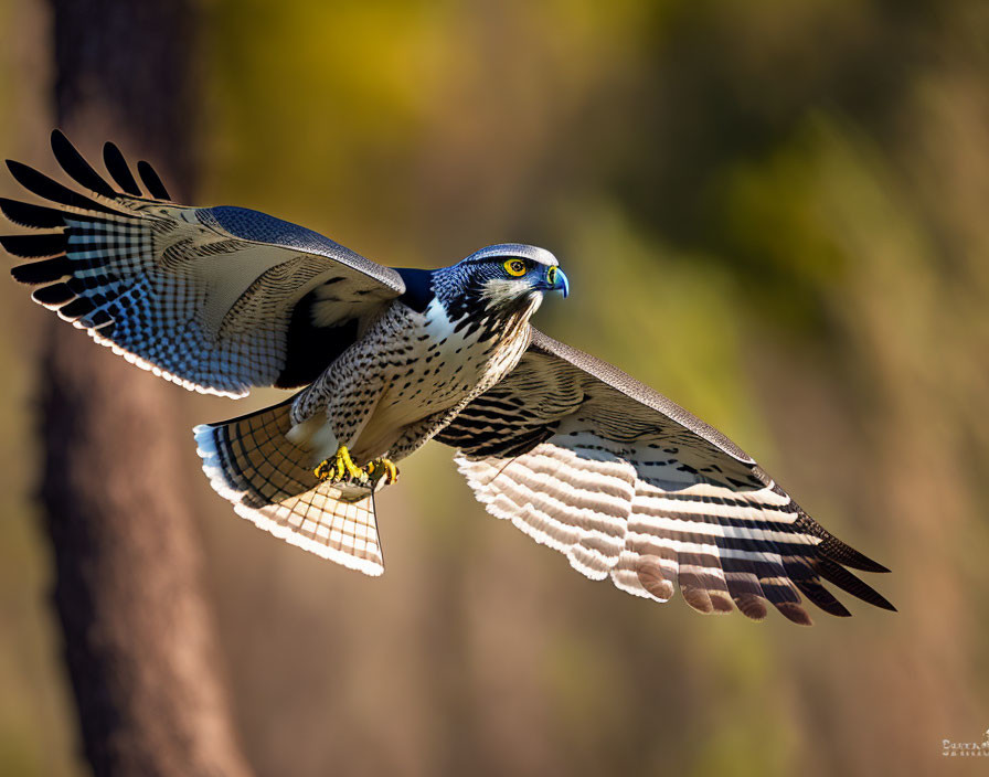 Peregrine Falcon in Flight with Spread Wings and Detailed Feathers