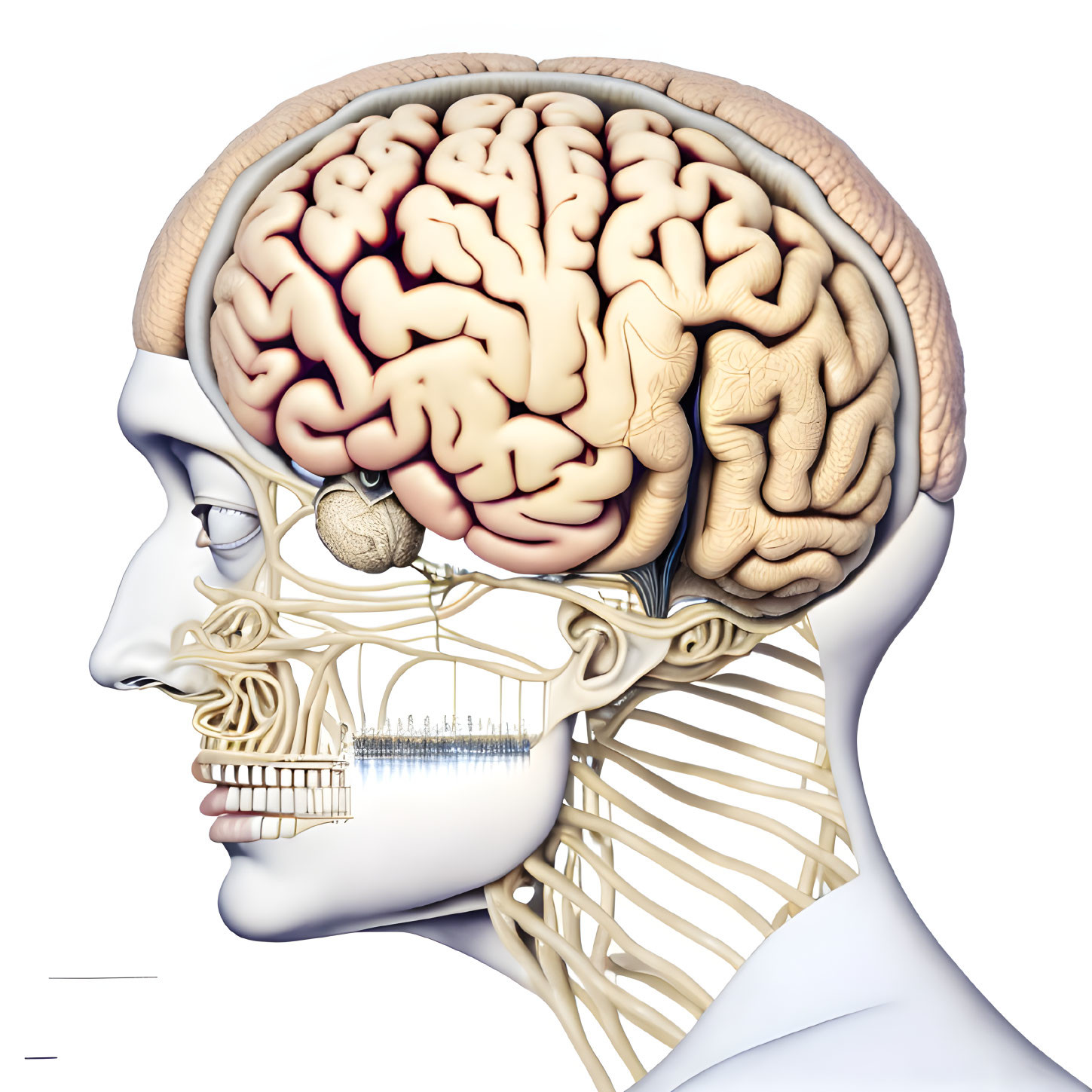 Anatomical illustration: Human head with brain, skull, and facial muscles visible