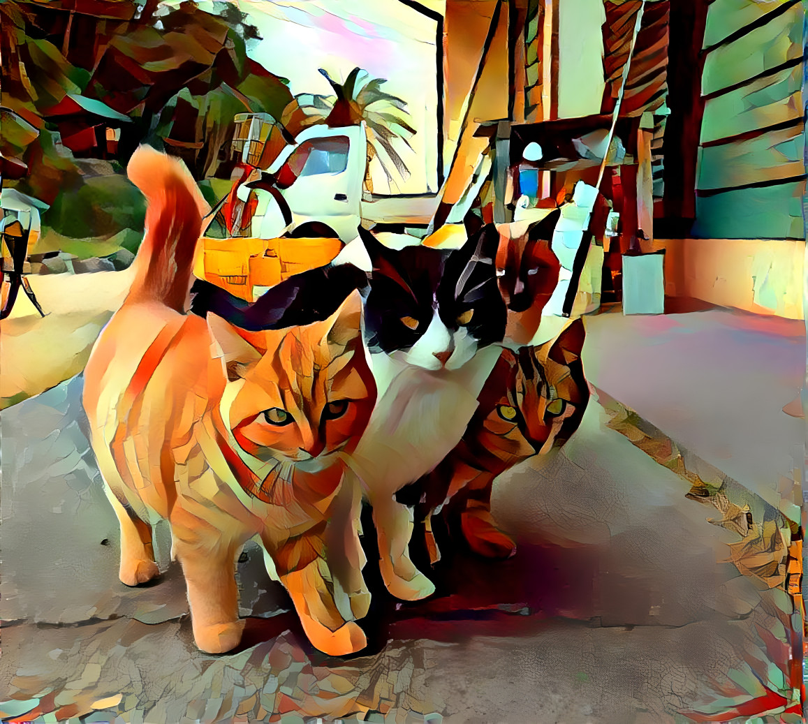 Cat Gang