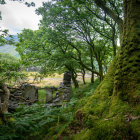 Enchanted forest with whimsical mushroom houses and magical atmosphere