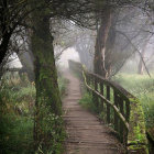 Mystical foggy forest path with ancient trees and moss-covered grounds