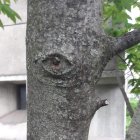 Surreal Tree with Blue Eye and Lush Foliage