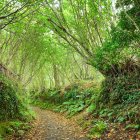 Tranquil forest landscape with sunlight, green foliage, stream, and autumn leaves