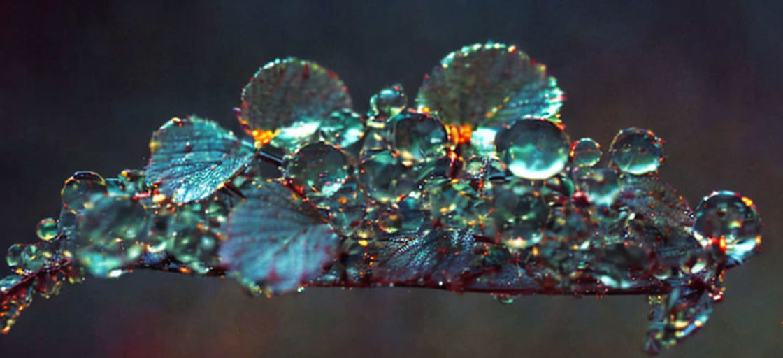 Macro photo: Dewdrops on leaf surface creating glittering pattern