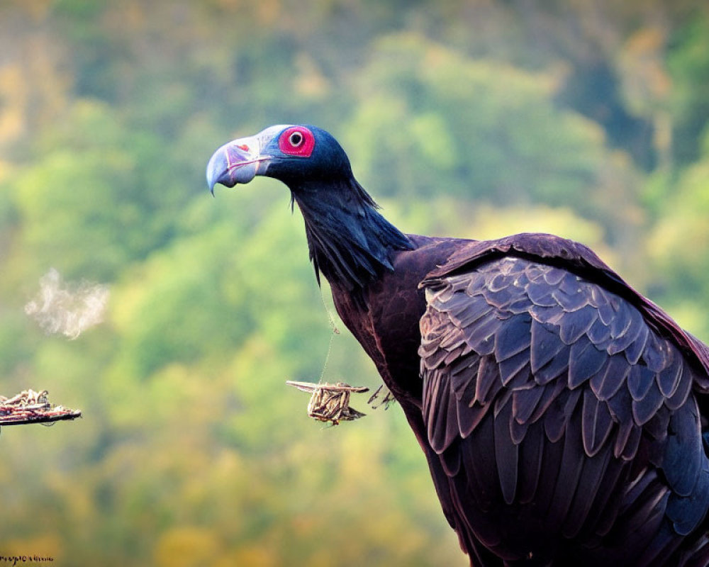 Black Vulture with Red Head in Profile Against Blurred Green Background