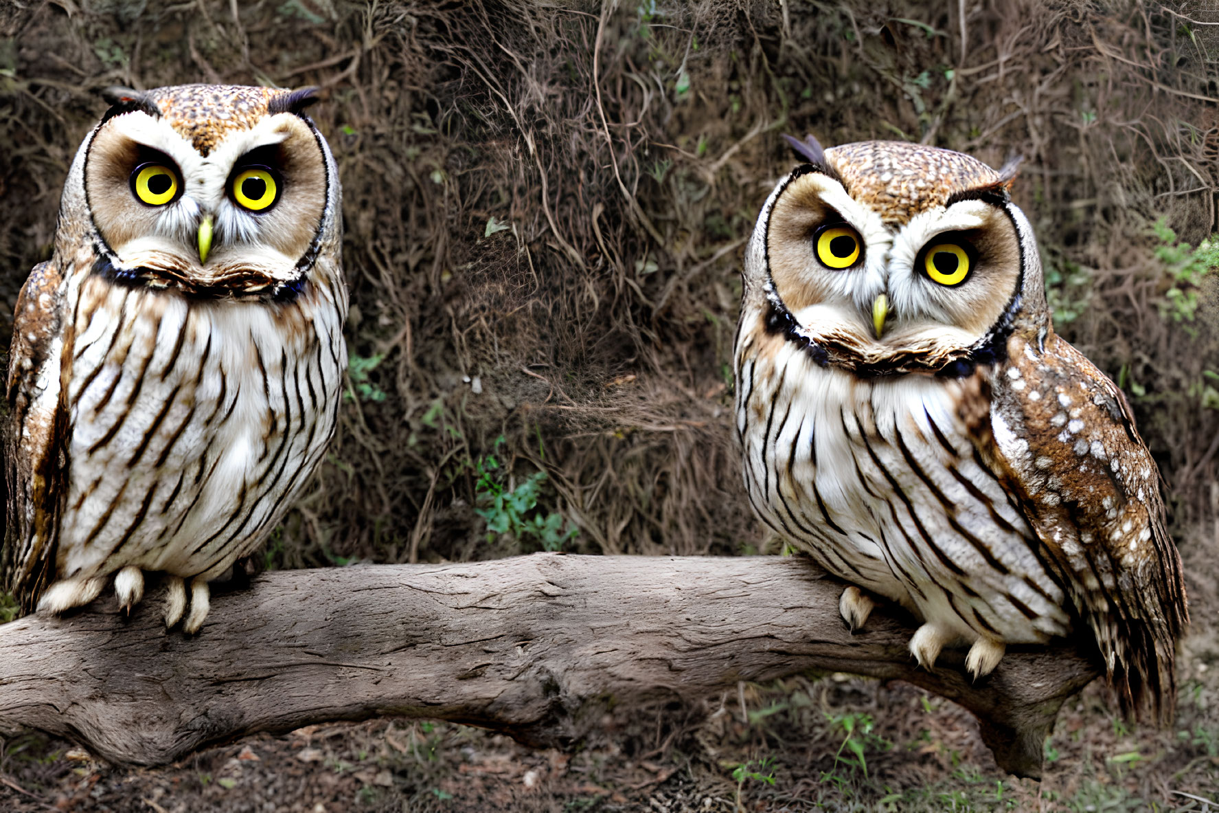 Two owls perched on tree branch with yellow eyes and brown-white plumage