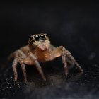 Realistic 3D-modeled jumping spider with bright reflective eyes and poised stance.